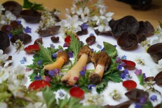 🌸JARO🌸 Kačenka česká Ohnivec rakouský Jidášovo ucho