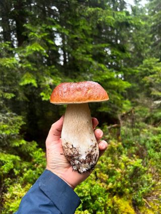 Hřib smrkový a houbová směs opět skladem!😍