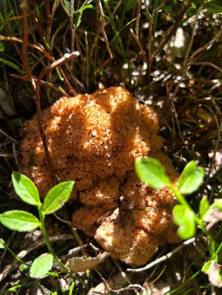 ✨první kotrči✨