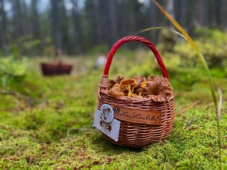 liška nálevkovitá 😍